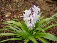 White to pale pink flowers with blue anthers over glossy lanceolate foliage